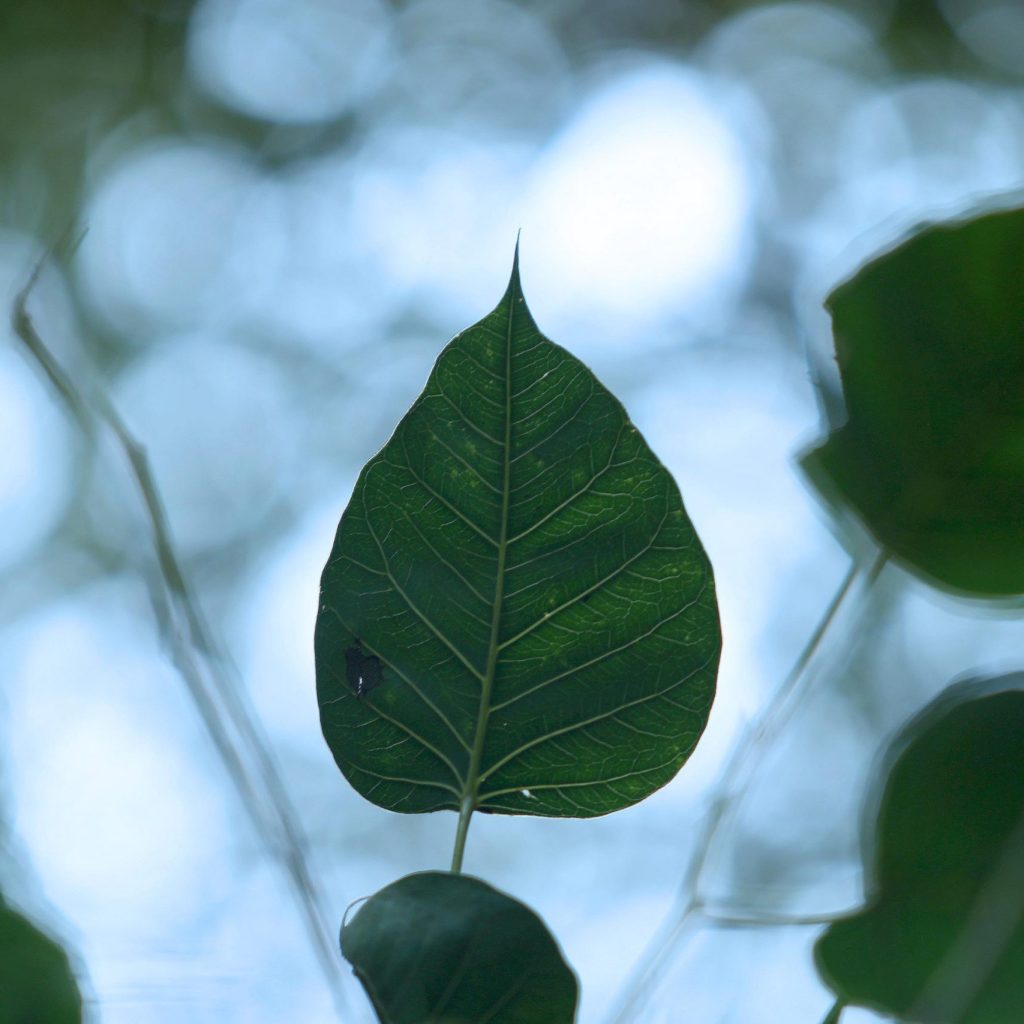 Bodhi-3-scaled.jpg Bodhi-3-scaled.jpg